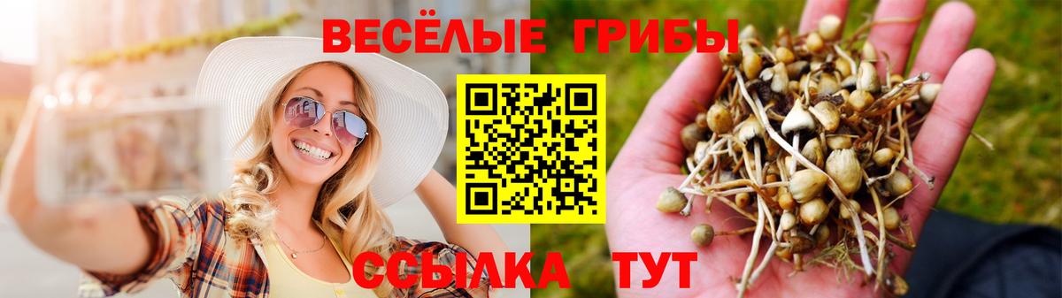 Галлюциногенные грибы Psilocybe Вятские Поляны